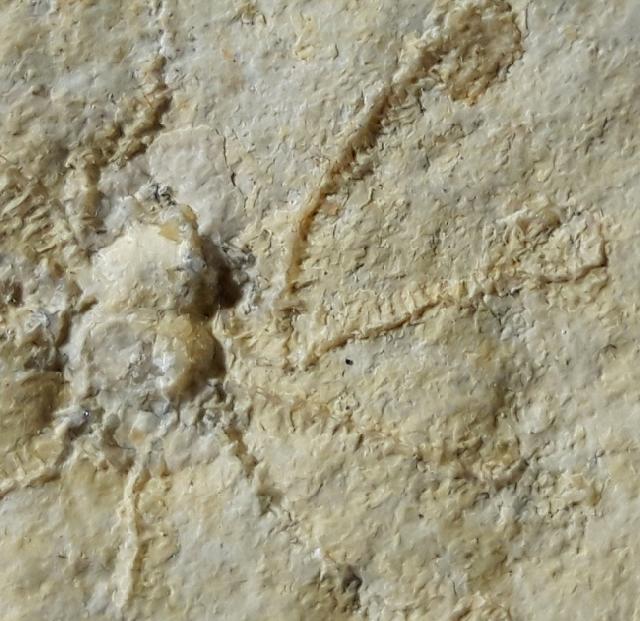 Saccocoma tenella (GOLDFUSS 1831) - Bild © FossNet FossilienStore